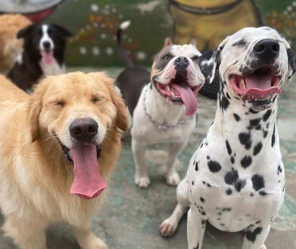 ¿Cómo dañan los dulces a tu perro?