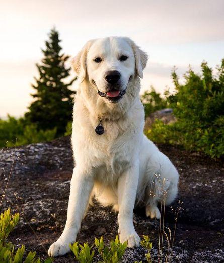 Tratamiento de un animal que ha comido dulces