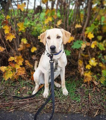 Labradores Razas de perros propensas a la obesidad