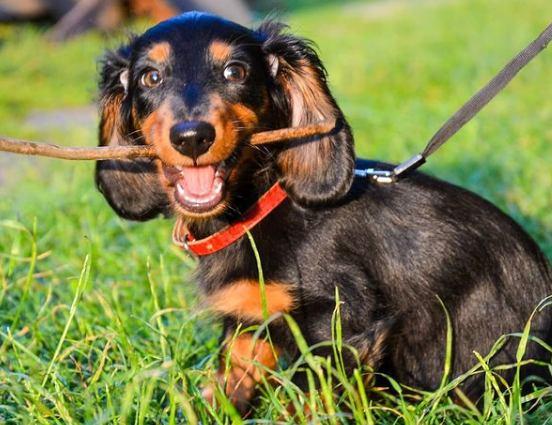 Perro tejonero Razas de perros propensas a la obesidad