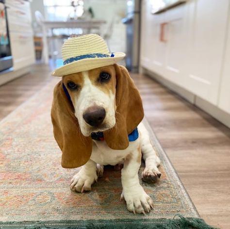 Basset hound Razas de perros propensas a la obesidad