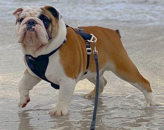 Bulldog inglés Razas de perros propensas a la obesidad