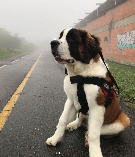 Primeros auxilios para un perro que hacer si el perro se accidento