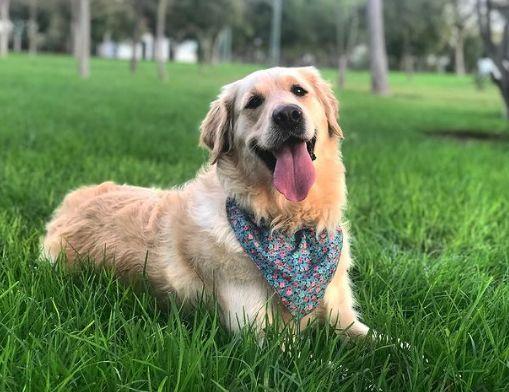Tipos de tos en perros