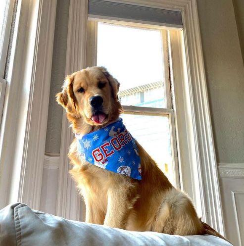Características de la tos en un perro con algunas enfermedades