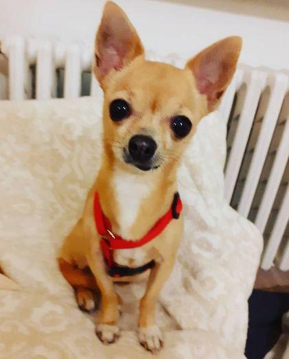 Tos en perros pequeños
