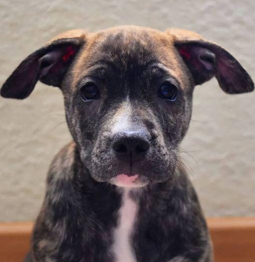 Temperatura elevada en perros