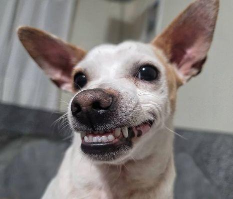Prevención de la pérdida de dientes en un cachorro