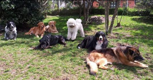 El perro tiene caspa causas y tratamientos