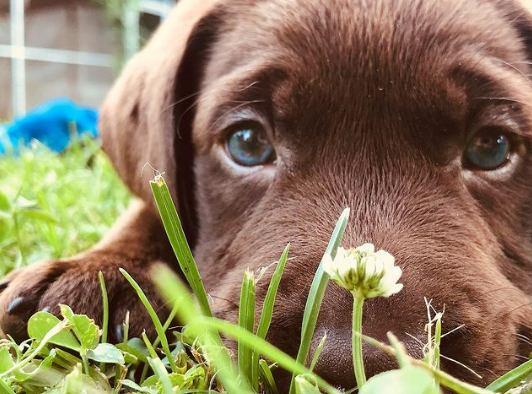 Causas de secreción serosa-mucosa y purulenta de los ojos en perros