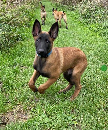 Dermatofitosis en perros tratamientos