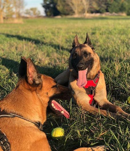 Síntomas de Insolación en perros:
