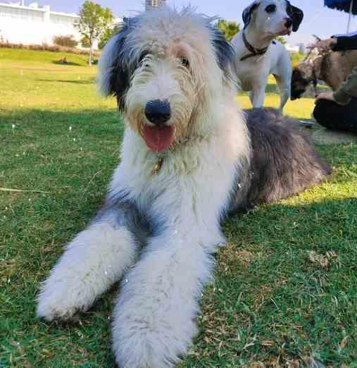 Qué hacer si su perro tiene la línea del cabello en retroceso