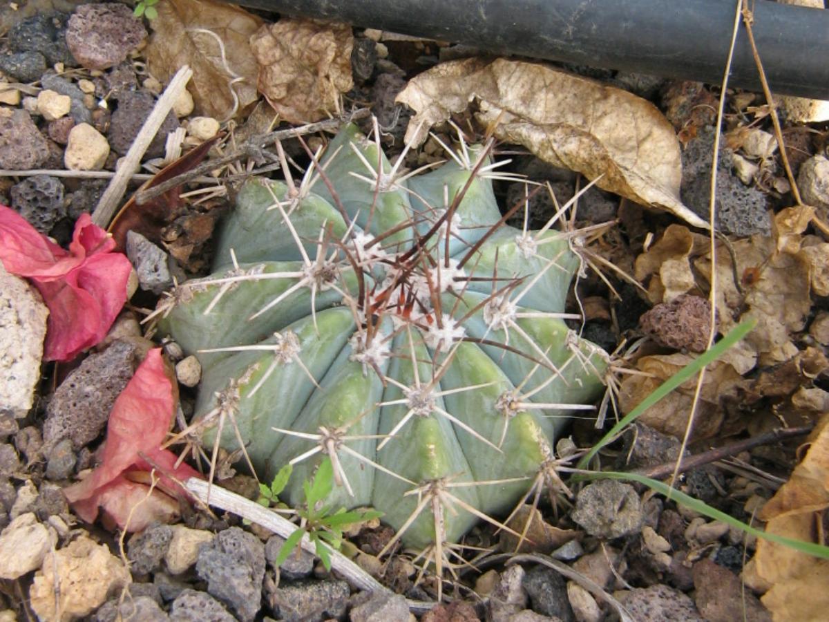 Vista del Melocactus azureus