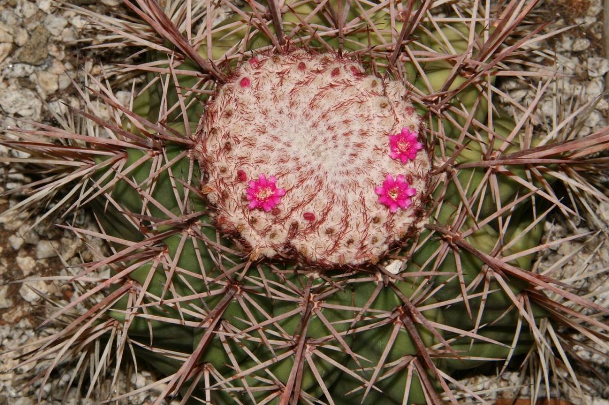 El Melocactus bahiensis es endémico de Brasil