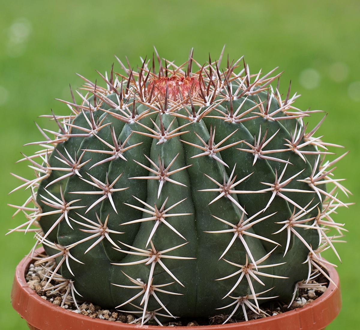 Vista del Melocactus conoideus