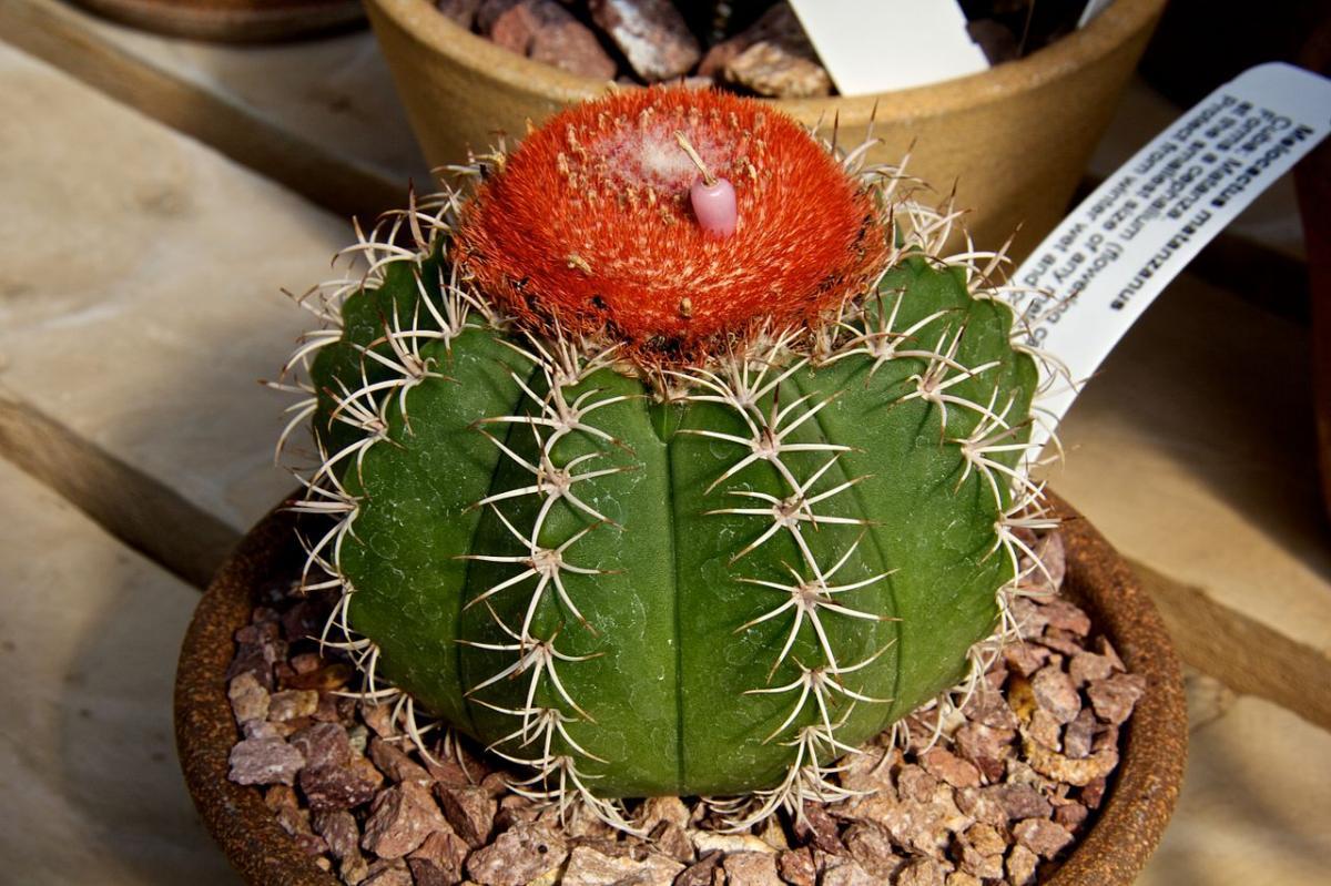 Vista del Melocactus matanzanus
