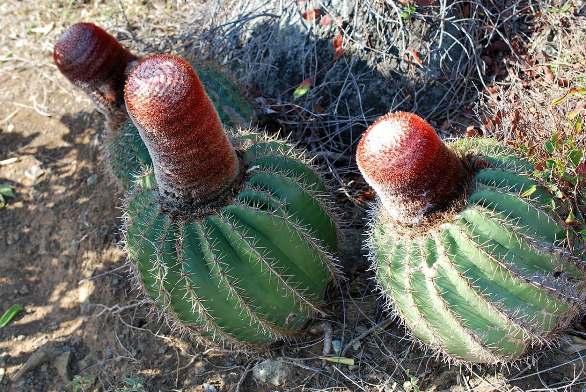 Los Melocactus son cactus de lento crecimiento