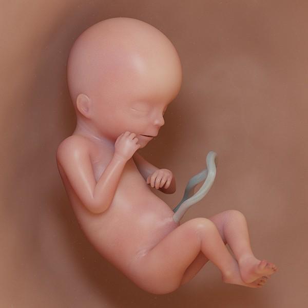 semana 19 de embarazo: ecografía cambios evolución bebé útero