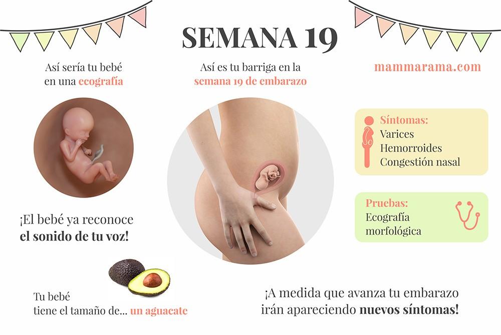 semana 19 de embarazo: síntomas pruebas ecografía tamaño bebé barriga