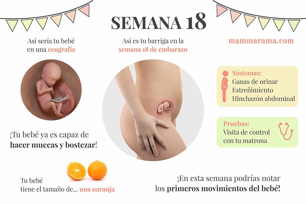 semana 18 de embarazo: síntomas pruebas ecografía tamaño bebé barriga