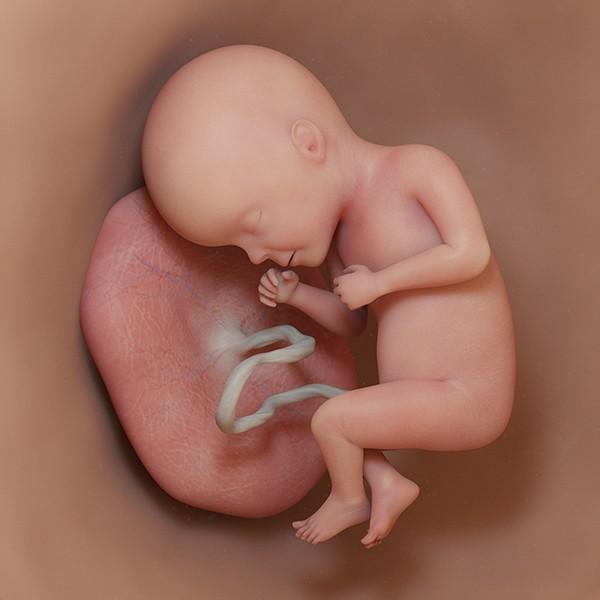semana 27 de embarazo: ecografía cambios evolución bebé útero