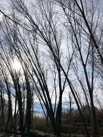 Ruta de Los Molinos (Alborache)