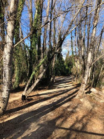 árboles durante la ruta