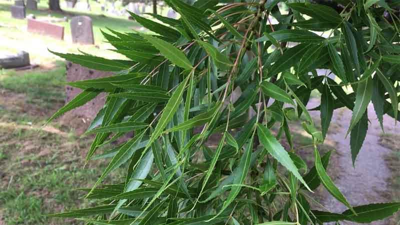 Hojas de Fraxinus angustifolia