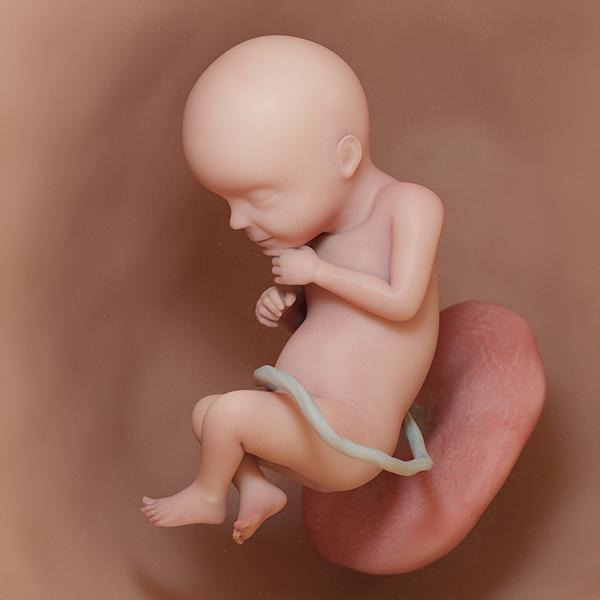 semana 28 de embarazo: ecografía cambios evolución bebé útero