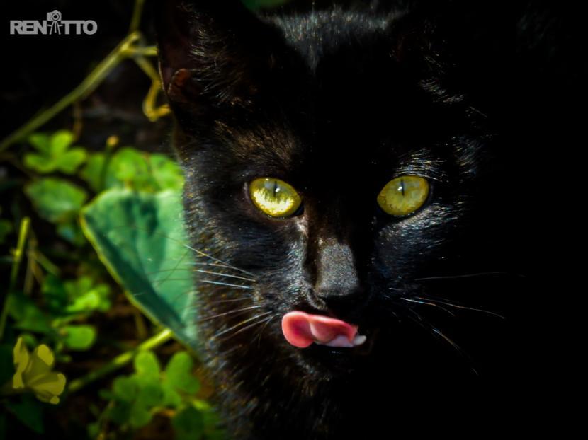 Los gatos que se lamen la nariz es porque quieren calma