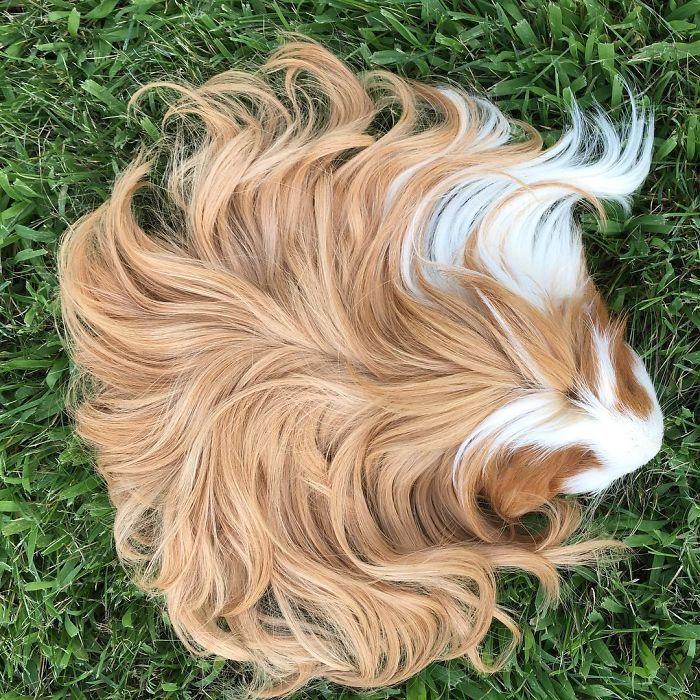 cobaya de pelo largo