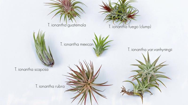 Variedades de Tillandsia