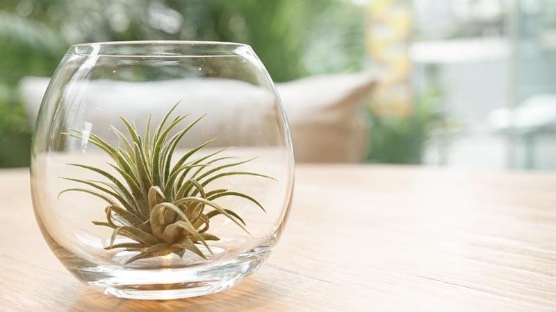 Planta clavel del aire