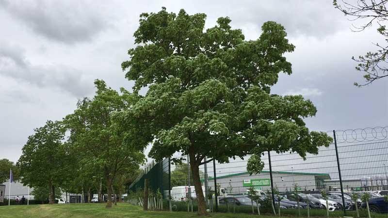Cultivo Acer pseudoplatanus