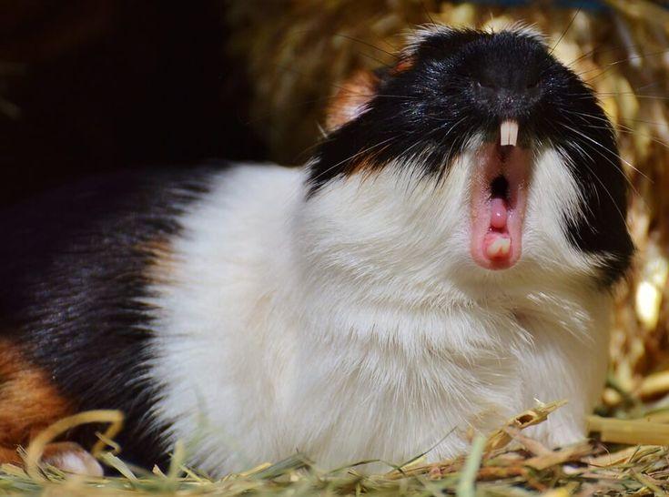 boca de cobaya