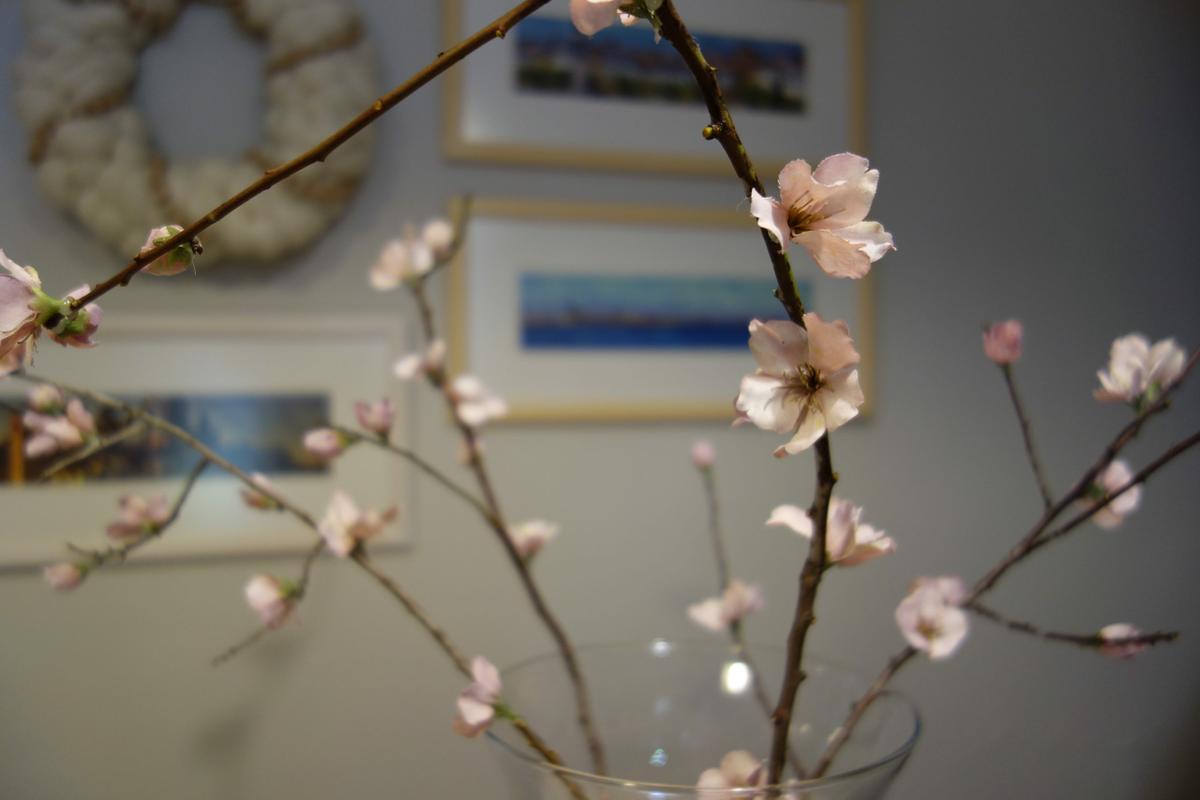 Colocación de flor de cerezo