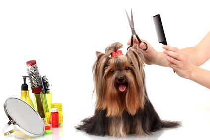 estilos de pelo para yorkshire