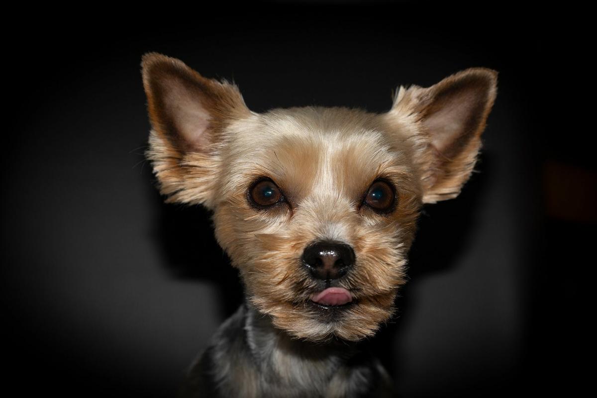 corte de pelo yorkshire