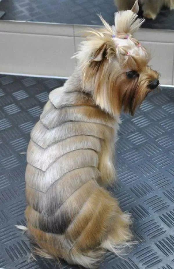 peniados para yorkshire terrier