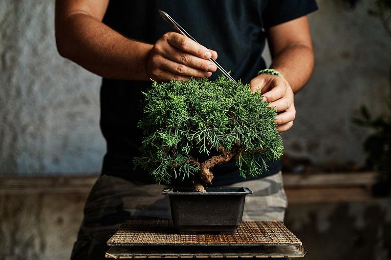 Cómo empezar un bonsái fácil y barato