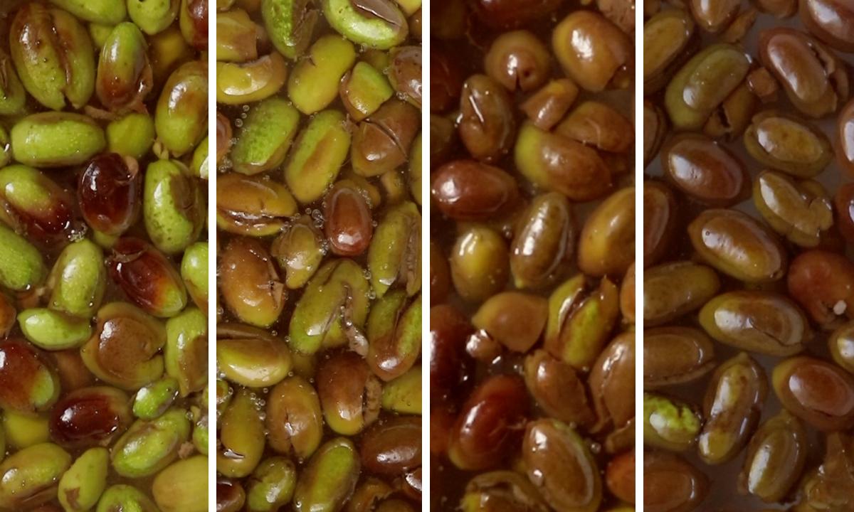 curar aceitunas verdes olive schiacciate