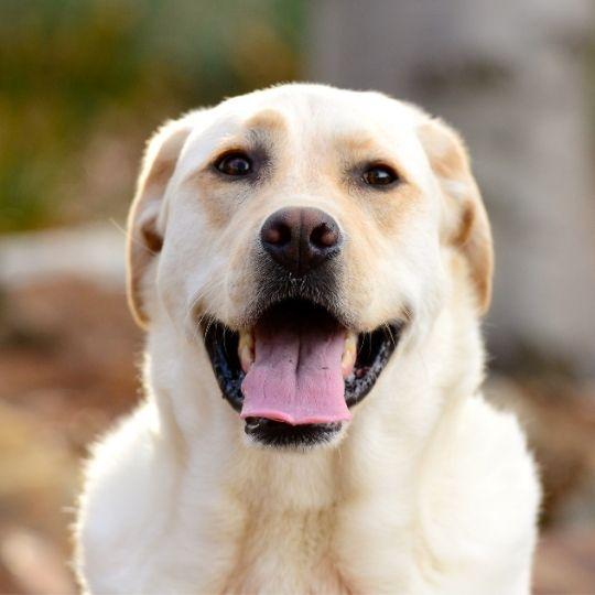 labrador retriever