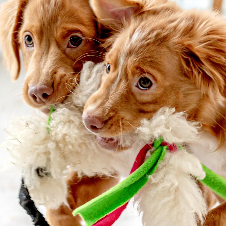 cachorros con juguetes