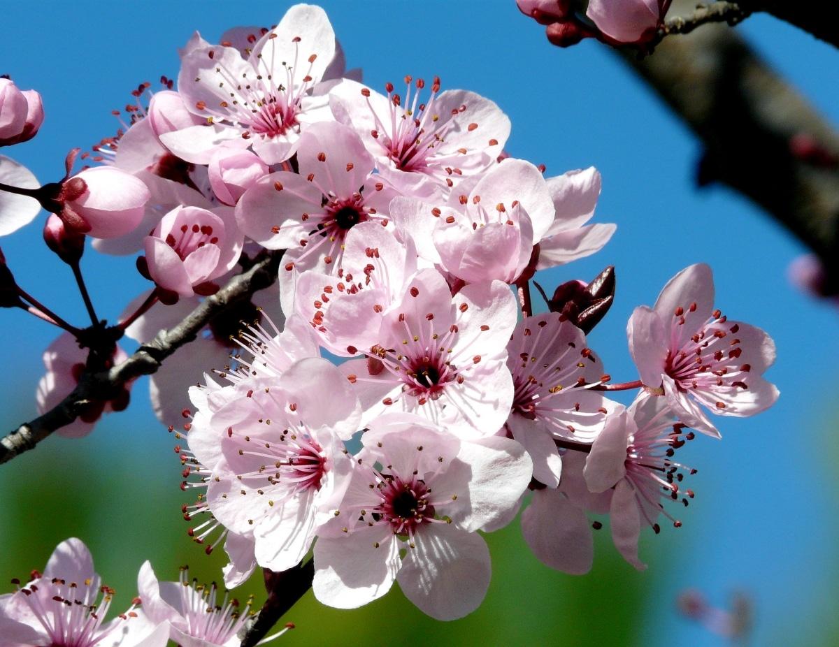 El Prunus pissardi tiene flores rosadas