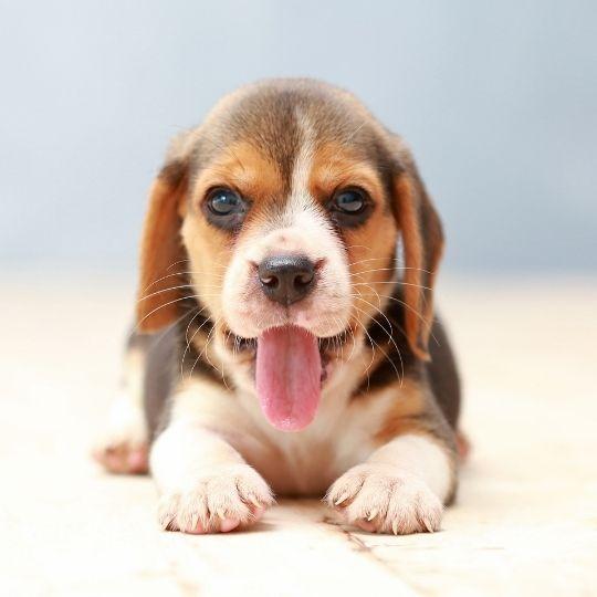 beagle