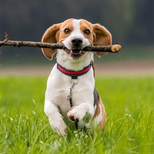 beagle