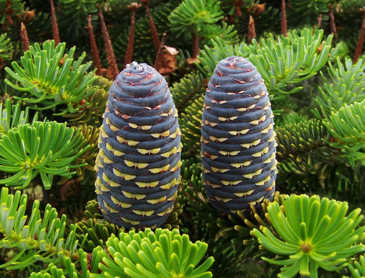 El Abies koreana tiene los conos púrpuras-azulados