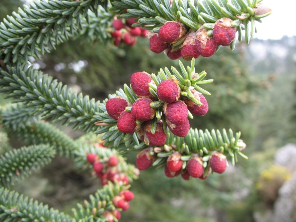 El pinsapo es el abeto mediterráneo