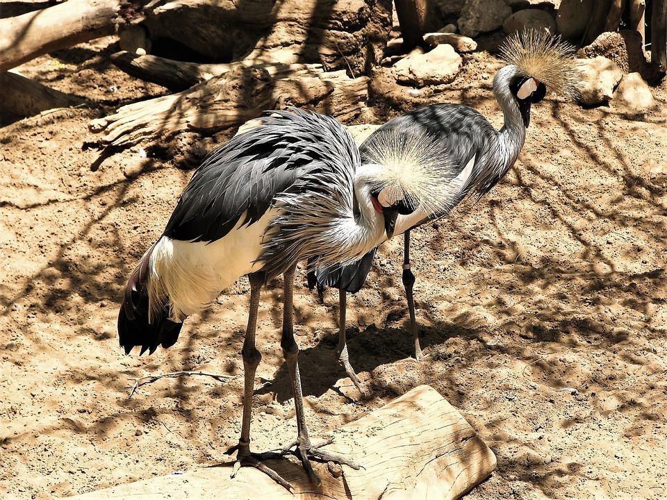 que ver en fuengirola bioparc